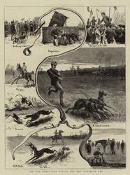 Le Derby des chiens, les essais pour la Coupe de Waterloo